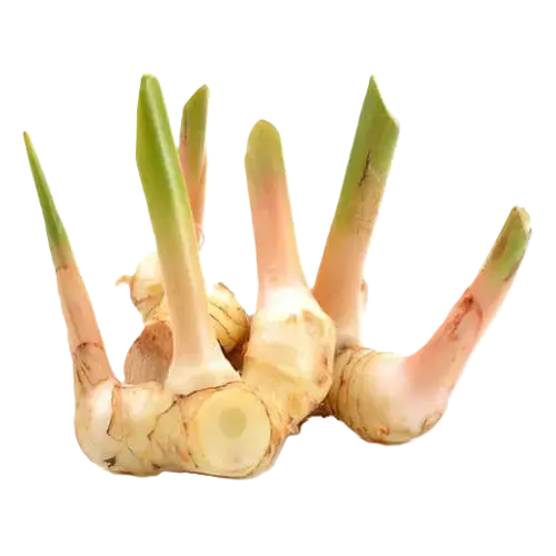 Корень галангал