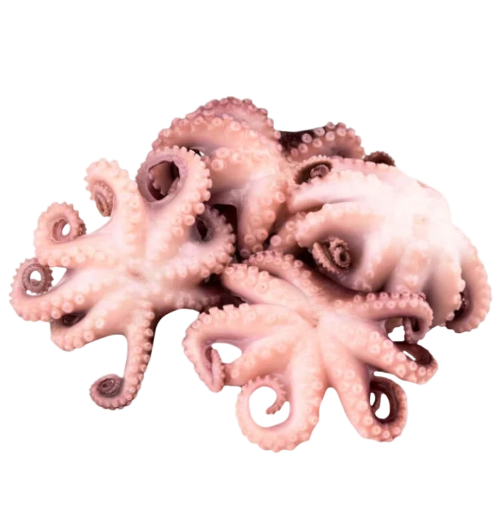 Осьминог беби